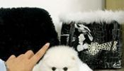 Adorables cachorros Teacup Pomeranian disponibles